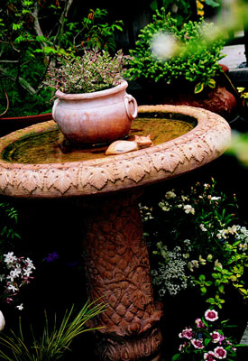 Bathroom Design Software on Bird Bath With Flowers Growing In The Middle Of It